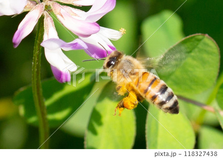 れんげ草と蜜蜂 118327438