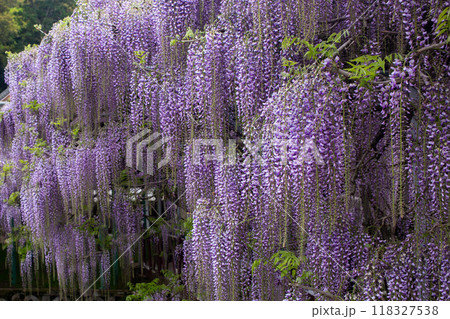 西寒多神社の藤の花 118327538