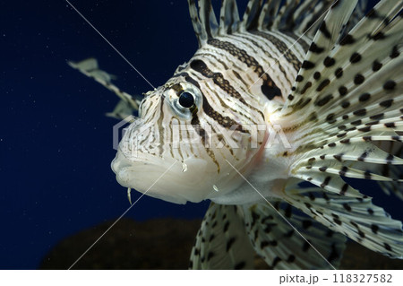 ミノカサゴ カサゴ Lionfish ミノカサゴ カサゴ Lionfish 118327582