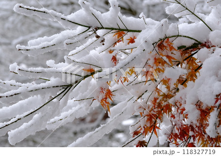 雪積もる黄葉 118327719