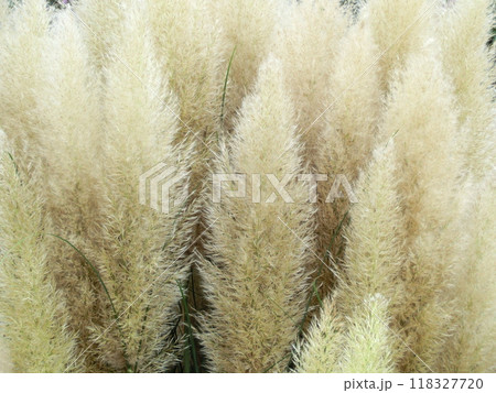 シロガネヨシの穂花 シロガネヨシの穂花 118327720