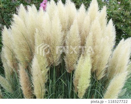 シロガネヨシの穂花 シロガネヨシの穂花 118327722