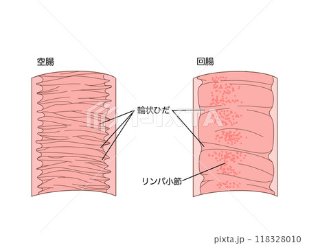 消化器の解剖生理　空腸と回腸の輪状ひだ 118328010