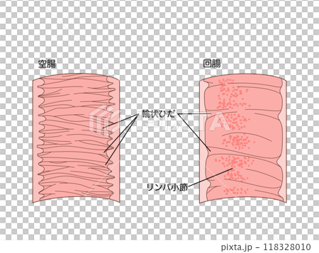 消化器の解剖生理　空腸と回腸の輪状ひだ 118328010