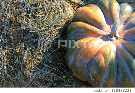 Farming Harvest Stock Photo With Giant Pumpkin On A Dry Hay Top View Farming Harvest Stock Photo With Giant Pumpkin On A Dry Hay Top View 118328221
