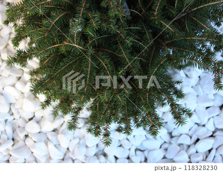 Decorative spruce with fluffy branches on a background of white pebbles Decorative spruce with fluffy branches on a background of white pebbles 118328230
