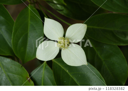 中心に多数の花が集まった花序を僧兵の坊主頭とし花弁に見える総萼片を頭巾に見立てたヤマボウシの花 118328382
