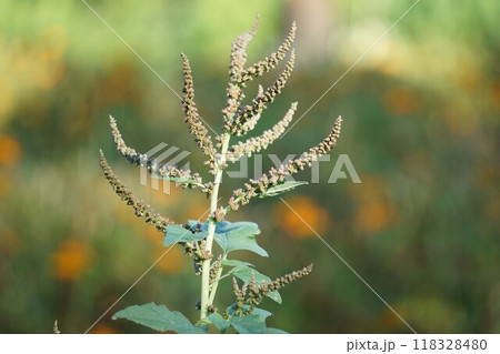 ホナガイヌビユの花穂 ホナガイヌビユの花穂 118328480