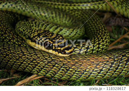 Close-up of the green snake ,Golden Tree Snake (Chrysopelea ornata) in the nature 118328617