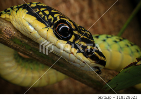 Close-up of the green snake ,Golden Tree Snake (Chrysopelea ornata) in the nature 118328623