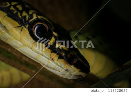 Close-up of the green snake ,Golden Tree Snake (Chrysopelea ornata) in the nature 118328625