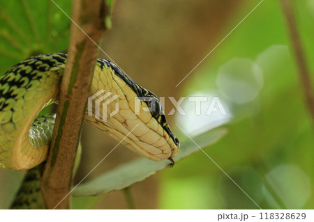 Close-up of the green snake ,Golden Tree Snake (Chrysopelea ornata) in the nature 118328629