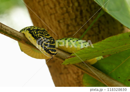 Close-up of the green snake ,Golden Tree Snake (Chrysopelea ornata) in the nature 118328630