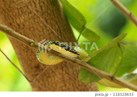 Close-up of the green snake ,Golden Tree Snake (Chrysopelea ornata) in the nature Close-up of the green snake ,Golden Tree Snake (Chrysopelea ornata) in the nature 118328633