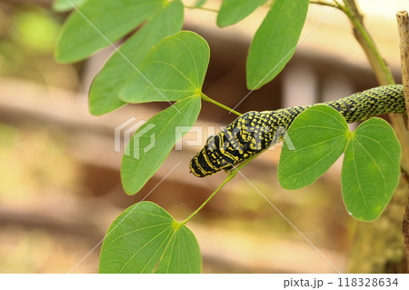Close-up of the green snake ,Golden Tree Snake (Chrysopelea ornata) in the nature 118328634