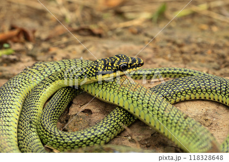 Close-up of the green snake ,Golden Tree Snake (Chrysopelea ornata) in the nature 118328648
