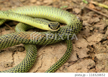 Close-up of the green snake ,Golden Tree Snake (Chrysopelea ornata) in the nature Close-up of the green snake ,Golden Tree Snake (Chrysopelea ornata) in the nature 118328652