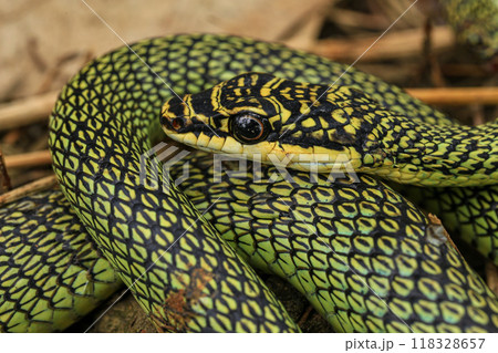 Close-up of the green snake ,Golden Tree Snake (Chrysopelea ornata) in the nature 118328657