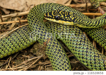 Close-up of the green snake ,Golden Tree Snake (Chrysopelea ornata) in the nature 118328658