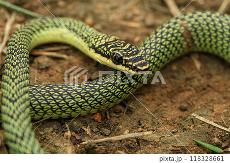 Close-up of the green snake ,Golden Tree Snake (Chrysopelea ornata) in the nature 118328661