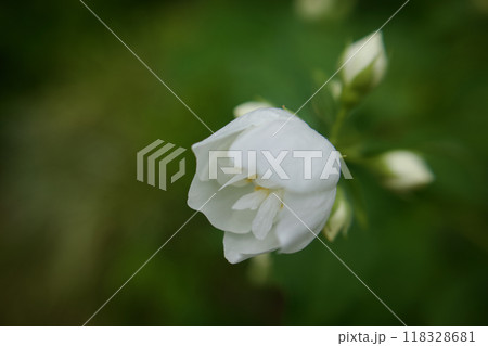 5月19日(2024)梅花空木の蕾、淡く開く。花言葉は「気品」「回想」「香気」。 118328681