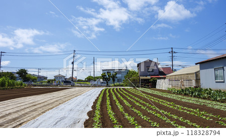 神奈川県三浦市三戸の畑（農業） 118328794