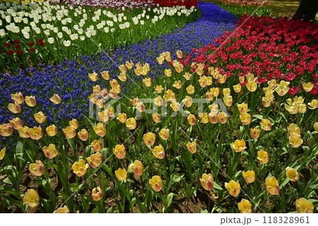 ひたち海浜公園の満開のチューリップとムスカリの花壇 ひたち海浜公園の満開のチューリップとムスカリの花壇 118328961
