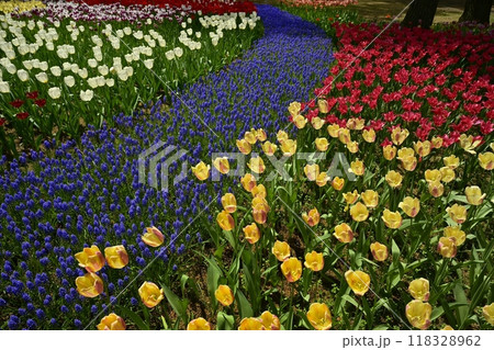 ひたち海浜公園の満開のチューリップとムスカリの花壇 118328962