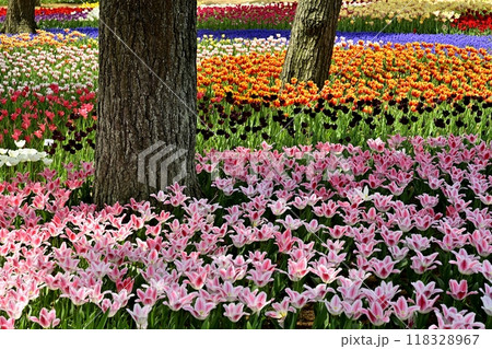ひたち海浜公園の満開のチューリップの花壇 ひたち海浜公園の満開のチューリップの花壇 118328967
