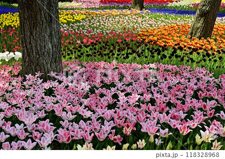 ひたち海浜公園の満開のチューリップの花壇 118328968