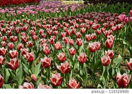ひたち海浜公園の満開のチューリップの花壇 ひたち海浜公園の満開のチューリップの花壇 118328980
