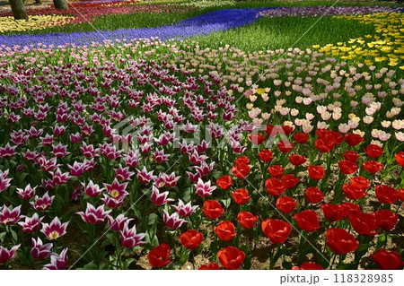 ひたち海浜公園の満開のチューリップとムスカリの花壇 ひたち海浜公園の満開のチューリップとムスカリの花壇 118328985