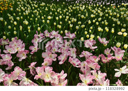 ひたち海浜公園の満開のチューリップの花壇 ひたち海浜公園の満開のチューリップの花壇 118328992