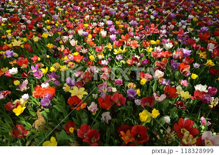 ひたち海浜公園の満開のチューリップの花壇 ひたち海浜公園の満開のチューリップの花壇 118328999