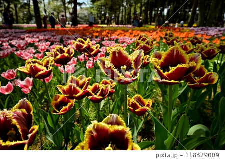 ひたち海浜公園の満開のチューリップの花壇 ひたち海浜公園の満開のチューリップの花壇 118329009