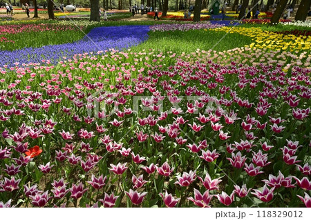 ひたち海浜公園の満開のチューリップの花壇 ひたち海浜公園の満開のチューリップの花壇 118329012