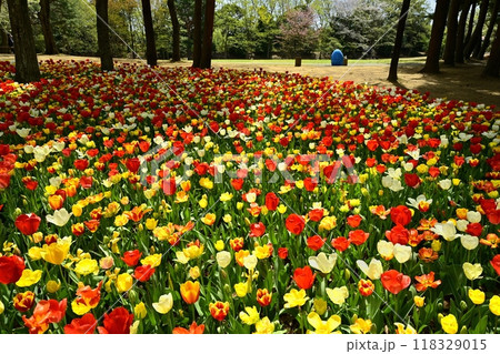 ひたち海浜公園の満開のチューリップの花壇 118329015
