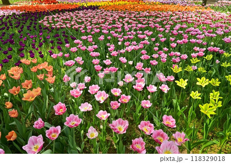 ひたち海浜公園の満開のチューリップの花壇 ひたち海浜公園の満開のチューリップの花壇 118329018