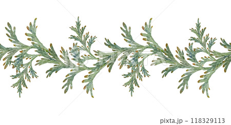 Juniper thuja evergreen conifer branches with cones. Watercolor hand drawn illustration, seamless banner isolated on white. Xmas, happy new year festive, noel navidad holiday. Cards, gifts, wedding. Juniper thuja evergreen conifer branches with cones. Watercolor hand drawn illustration, seamless banner isolated on white. Xmas, happy new year festive, noel navidad holiday. Cards, gifts, wedding. 118329113