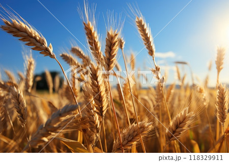 Field of wheat, with ripe ears swaying in the summer wind. 118329911