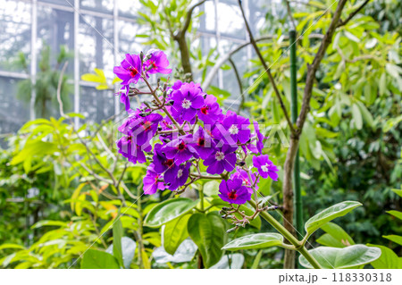 アツバノボタンとも言う桃色オオバシコンノボタン（大葉紫紺野牡丹） 118330318