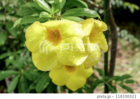 鮮やかな黄色の花が印象的なアリアケカズラ【キョウチクトウ科】 鮮やかな黄色の花が印象的なアリアケカズラ【キョウチクトウ科】 118330321