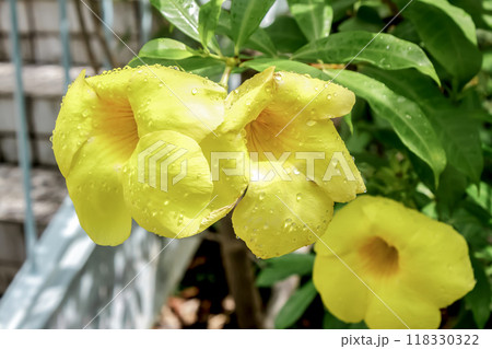 鮮やかな黄色の花が印象的なアリアケカズラ【キョウチクトウ科】 鮮やかな黄色の花が印象的なアリアケカズラ【キョウチクトウ科】 118330322
