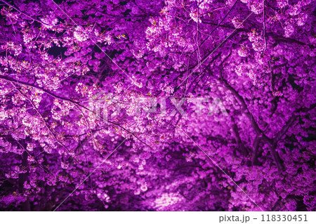 Cherry sakura blossom tunnel with pink light up in Maizuru park, Fukuoka Cherry sakura blossom tunnel with pink light up in Maizuru park, Fukuoka 118330451