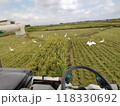 鳥と稲刈り 118330692