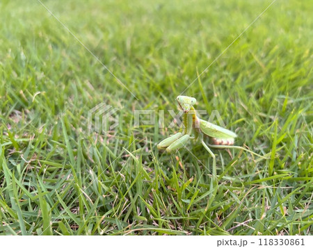 草むらを移動中の子持ちカマキリ 草むらを移動中の子持ちカマキリ 118330861