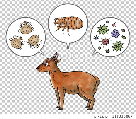 麂和寄生蟲(蟎蟲、跳蚤、病原體) 麂和寄生蟲(蟎蟲、跳蚤、病原體) 118330867