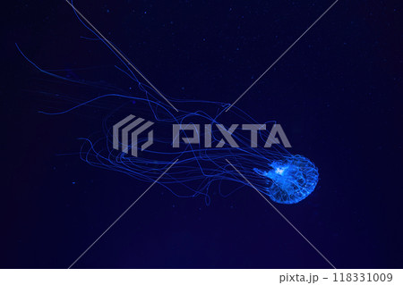 Atlantic sea nettle jellyfish swims in illuminated aquarium with blue neon lighting Atlantic sea nettle jellyfish swims in illuminated aquarium with blue neon lighting 118331009