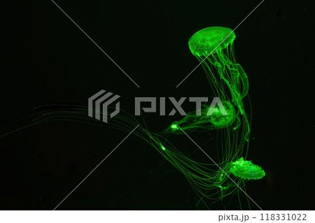 Three Atlantic sea nettle jellyfish swims in illuminated aquarium with green neon lighting Three Atlantic sea nettle jellyfish swims in illuminated aquarium with green neon lighting 118331022