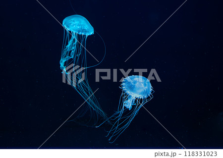 Two Atlantic sea nettle jellyfish swims in illuminated aquarium with blue neon lighting Two Atlantic sea nettle jellyfish swims in illuminated aquarium with blue neon lighting 118331023